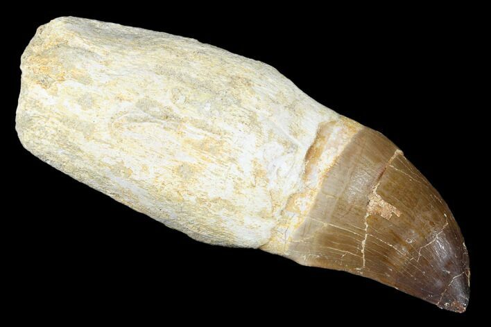 Fossil Rooted Mosasaur (Prognathodon) Tooth - Morocco #174348